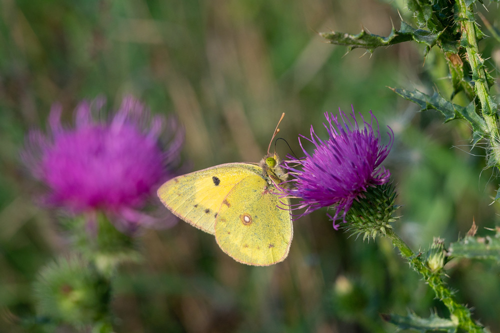 Фотографія Жовтий метелик / Віктор Груша / photographers.ua