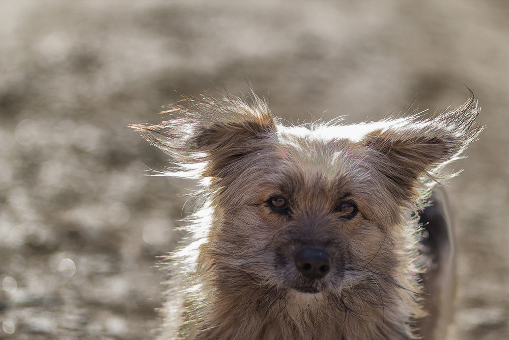 Фотографія Дворняги - самые умные собаки / Віктор Груша / photographers.ua