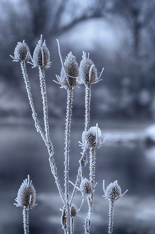 Фотографія Nature morte / Віктор Груша / photographers.ua