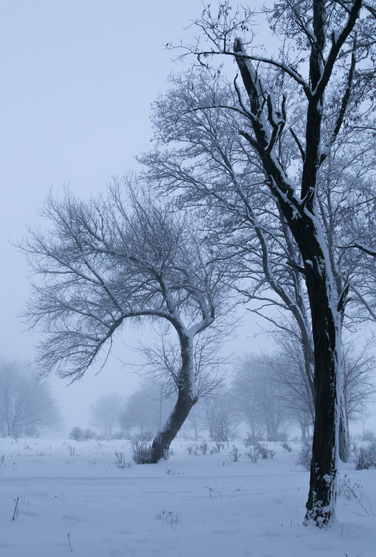 Фотографія Туманним ранком / Віктор Груша / photographers.ua
