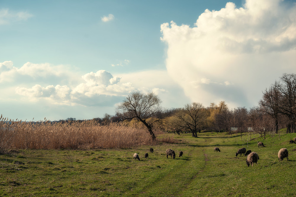 Фотографія Baran jeval travue, або Вівці мої вівці / Віктор Груша / photographers.ua