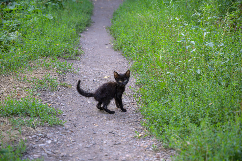 Фотографія Если черный кот дорогу перейдет... / Віктор Груша / photographers.ua