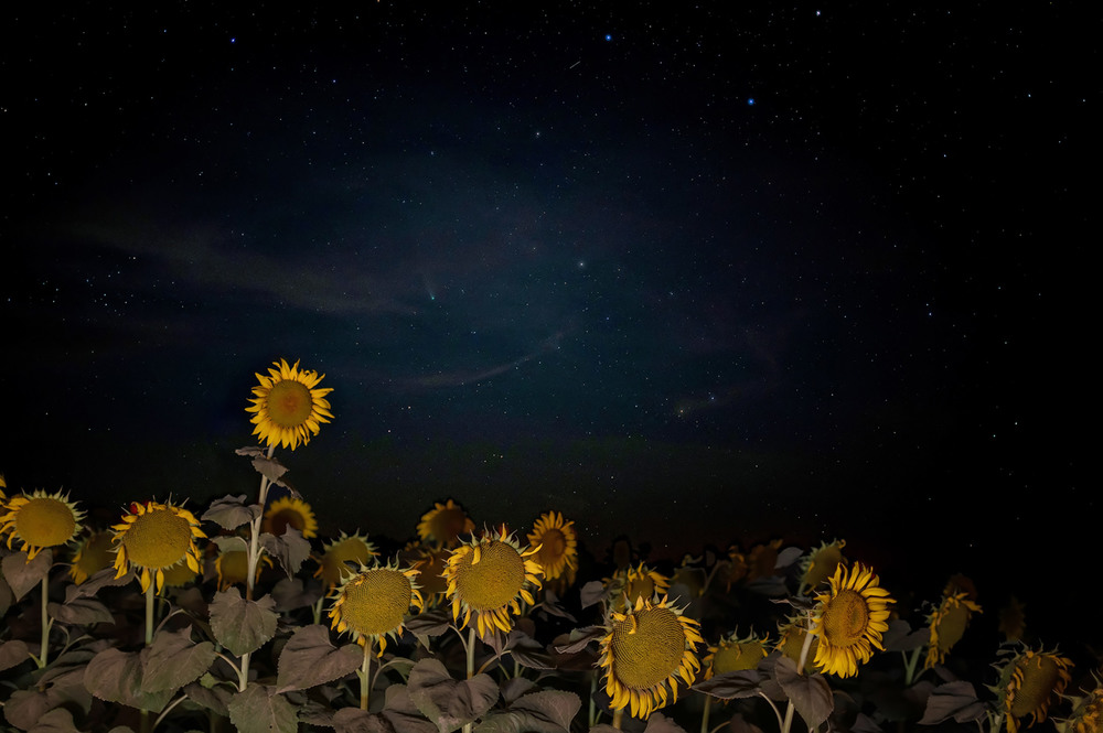 Фотографія Соняшники та зоряне небо / Віктор Груша / photographers.ua