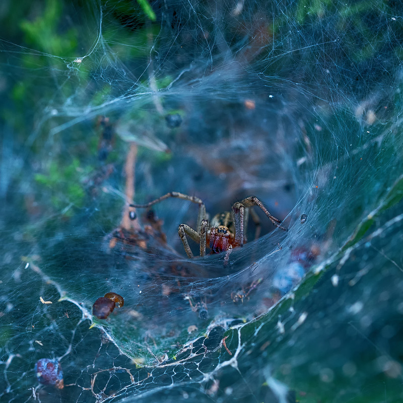 Фотографія Мала павукова галактика / Віктор Груша / photographers.ua