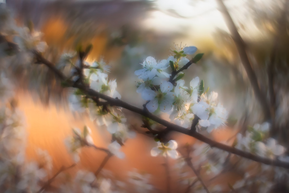 Фотографія Фантазії. Весна / Віктор Груша / photographers.ua