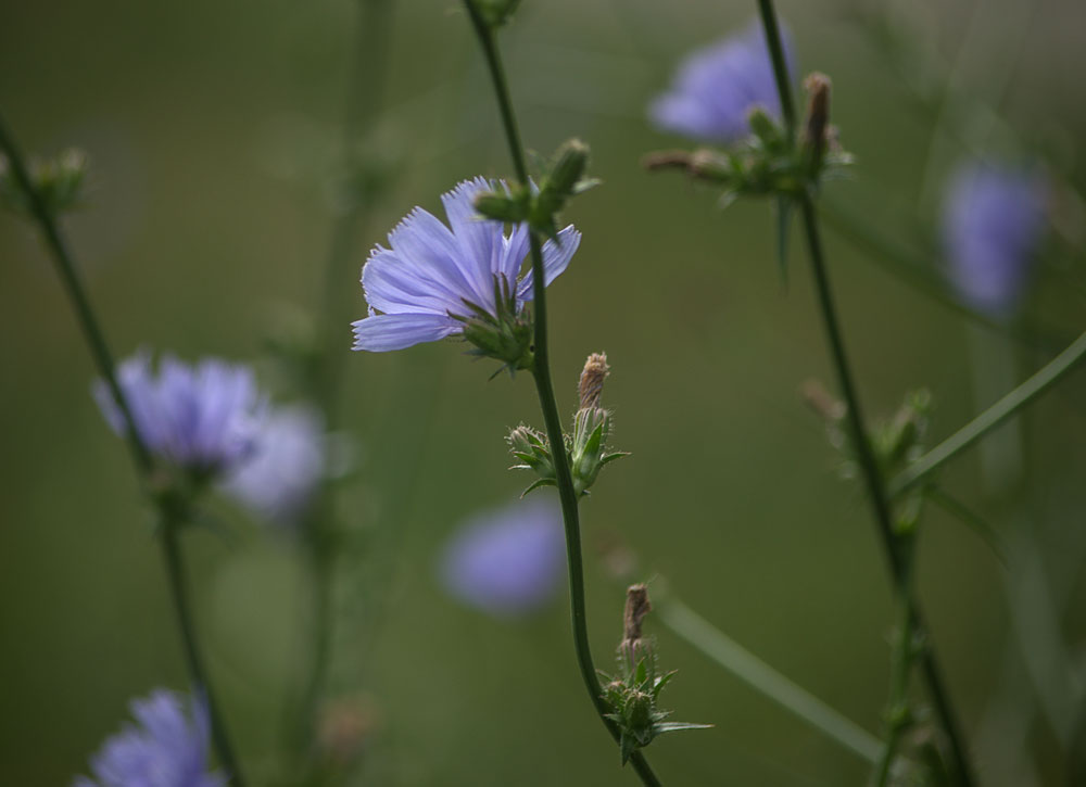 Фотографія *** / TheDeepestPurple / photographers.ua