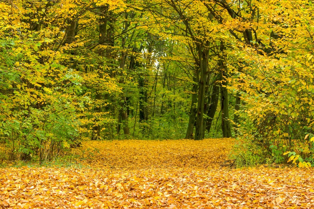 Фотографія Осінній колорит / Yuriy Yakobenchuk / photographers.ua