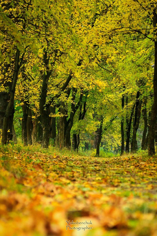 Фотографія Осень,осень ... / Yuriy Yakobenchuk / photographers.ua