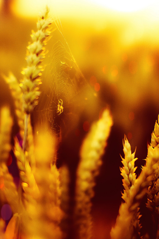 Фотографія *** / Yuriy Yakobenchuk / photographers.ua