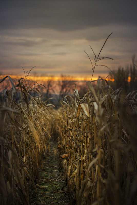 Фотографія Разное / Arthur / photographers.ua