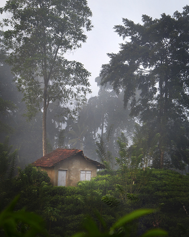 Фотографія Дождевой лес Синхараджа, Шри-Ланка / Оля Соловьева / photographers.ua