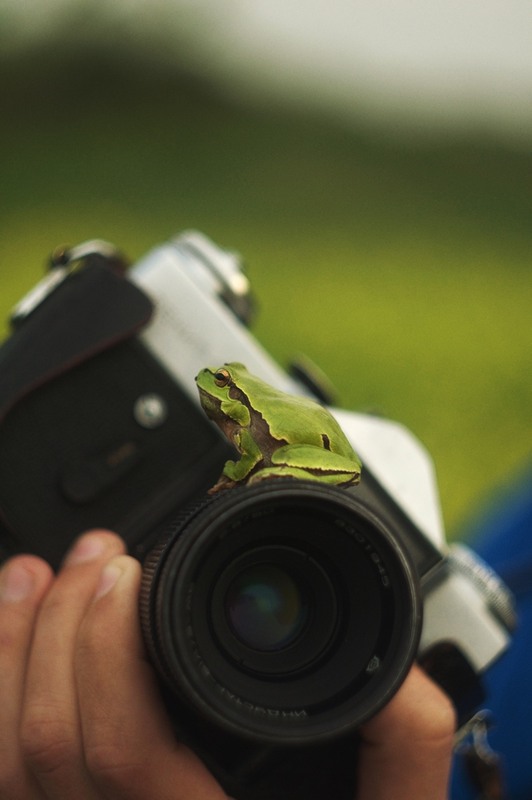 Фотографія Жабка) / Огер Олександр / photographers.ua