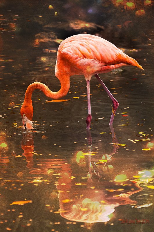 Фотографія Розовый фламинго) / SwitLana Ten's / photographers.ua