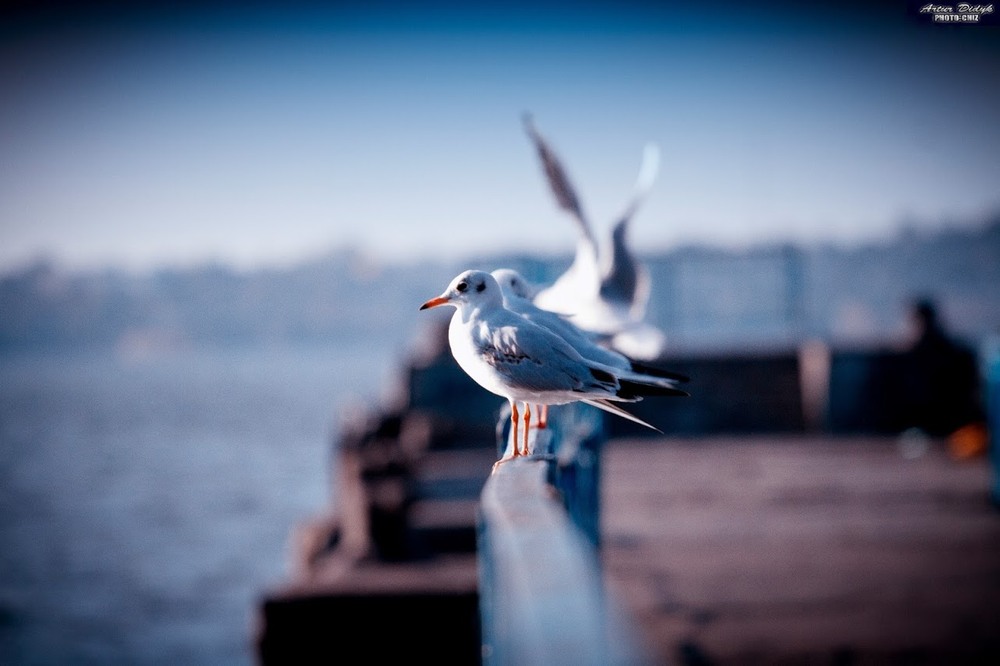 Фотографія Работы / Artur Didyk / photographers.ua