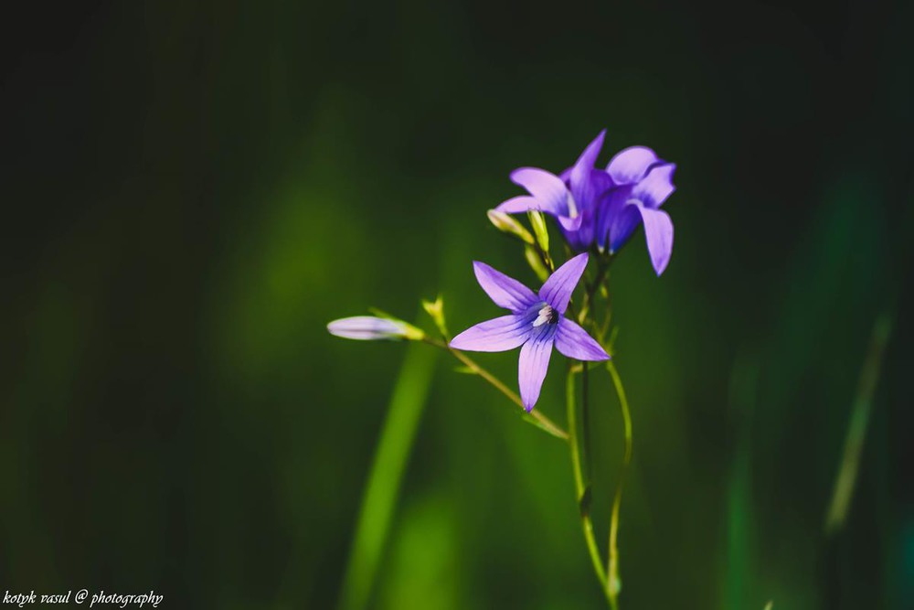 Фотографія Дзвіночки / Василь Котик / photographers.ua