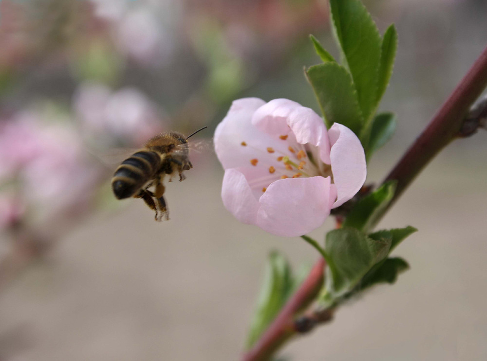 Фотографія Бджілка+квітка.. / Halyna Tkachuk / photographers.ua