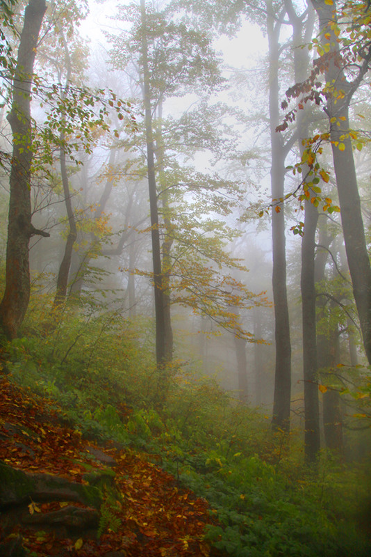 Фотографія Осінь в Карпатському лісі / Halyna Tkachuk / photographers.ua