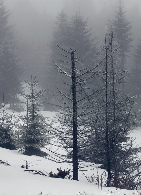 Фотографія Срібний ліс.. / Halyna Tkachuk / photographers.ua