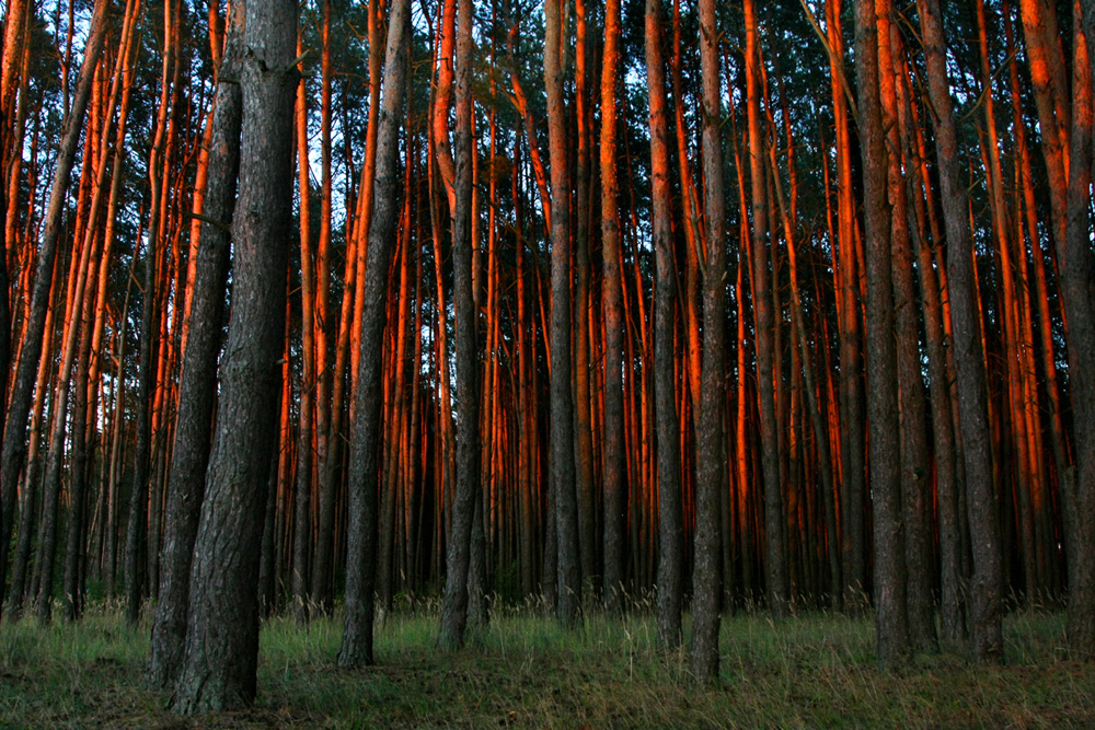 Фотографія Сосновий ліс / Halyna Tkachuk / photographers.ua