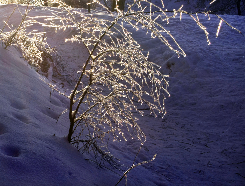 Фотографія Морозний вечір / Halyna Tkachuk / photographers.ua