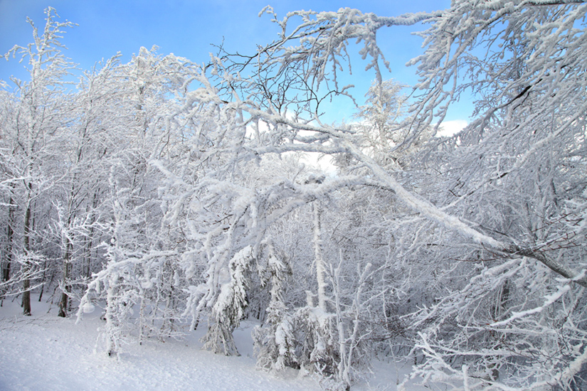 Фотографія У зимовому лісі.. / Halyna Tkachuk / photographers.ua