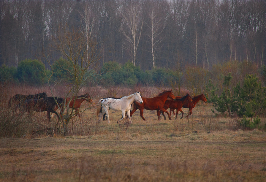 Фотографія Із життя коней.. / Halyna Tkachuk / photographers.ua