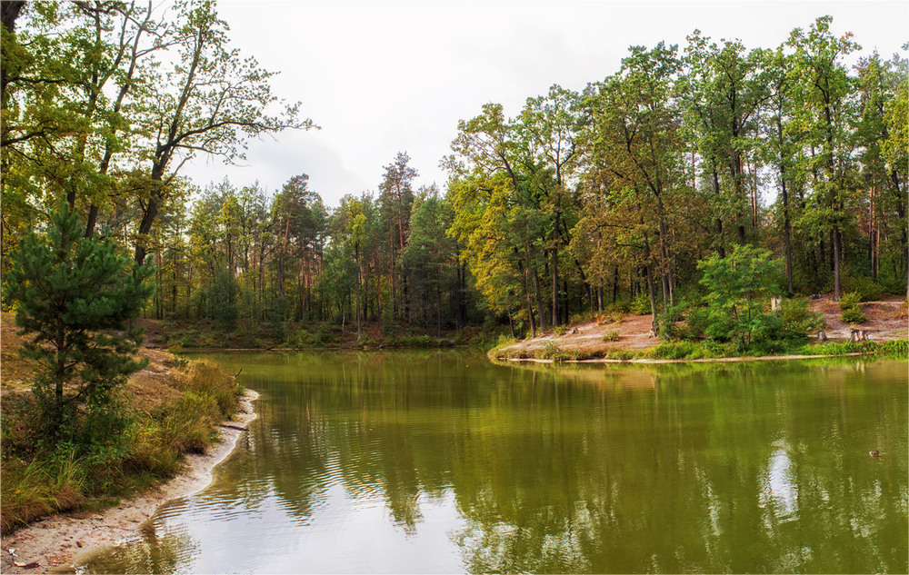 Фотографія Пуща / Сергей Гурин / photographers.ua