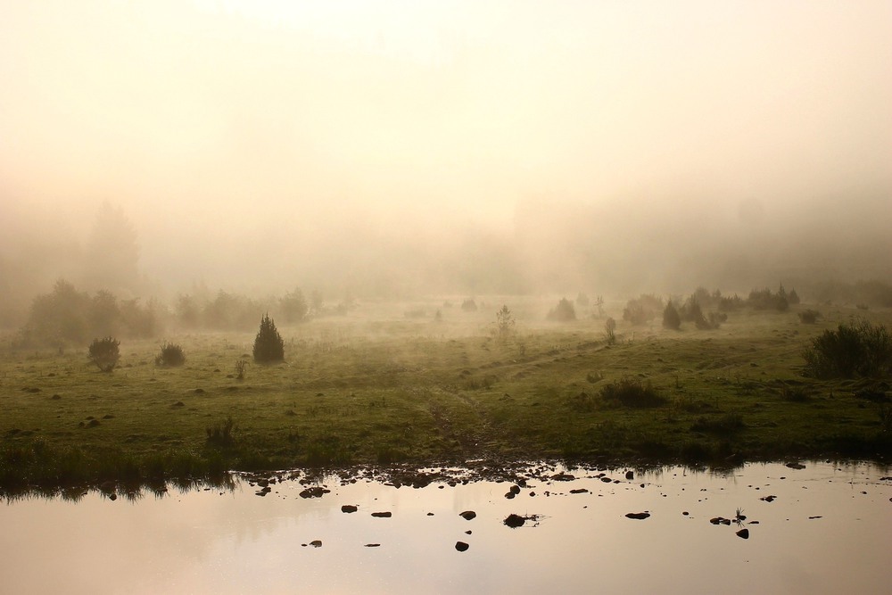 Фотографія Туманное утро в Карпатах / Евгения Хоновец / photographers.ua