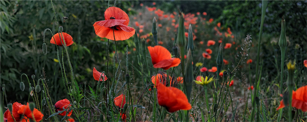 Фотографія *** / Stanislav / photographers.ua