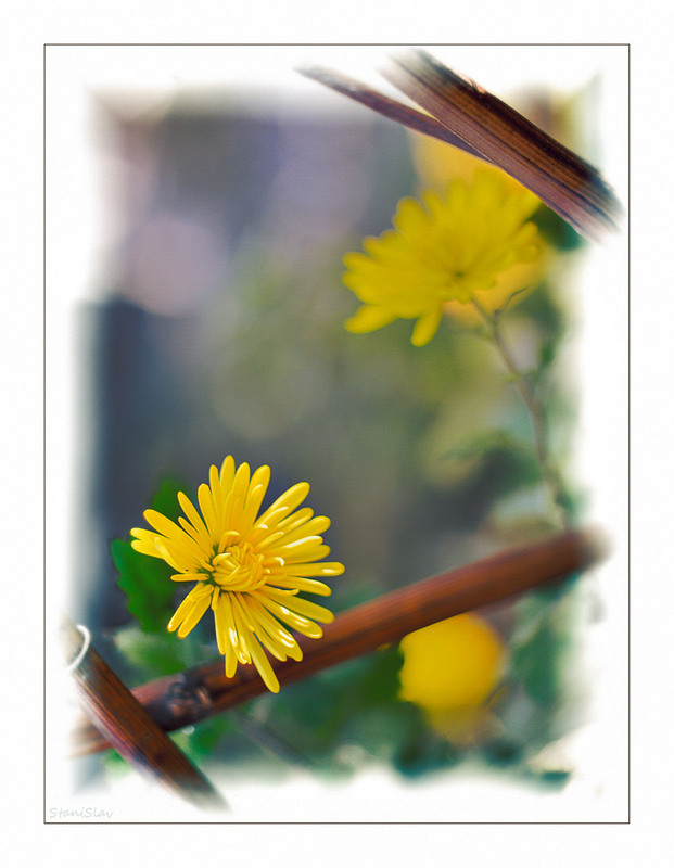 Фотографія Вдихнути сонячний промінчик і звабити красою зір...(2) / Stanislav / photographers.ua