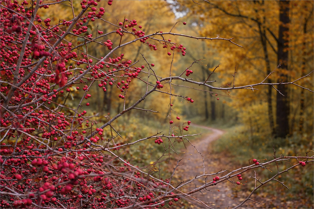 Фотографія Пейзаж / Stanislav / photographers.ua