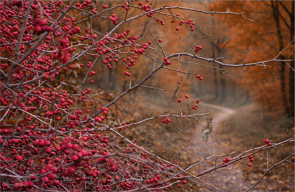 Фотографія Осіння прогулянка / Stanislav / photographers.ua