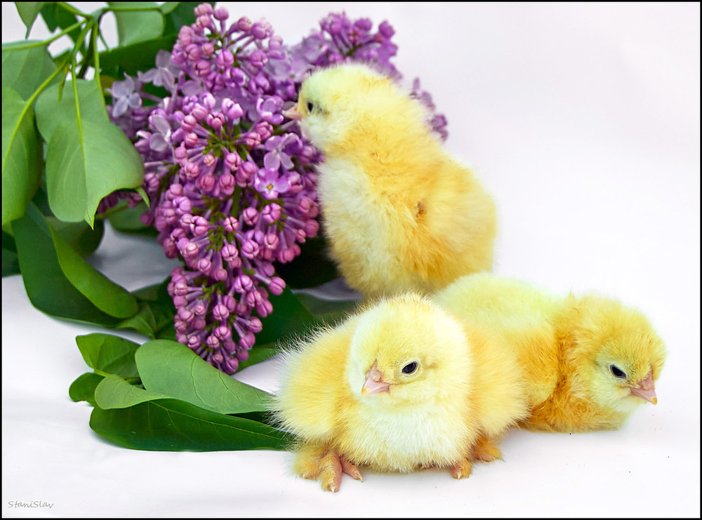 Фотографія Де ж тут п'ять пелюсток? / Stanislav / photographers.ua