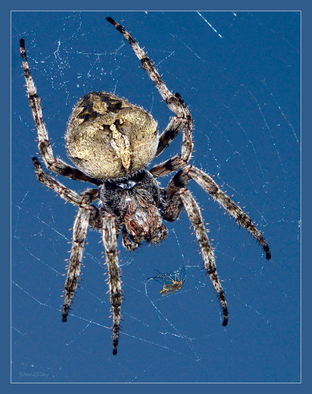 Фотографія Здобич (відображення реалій світу) / Stanislav / photographers.ua