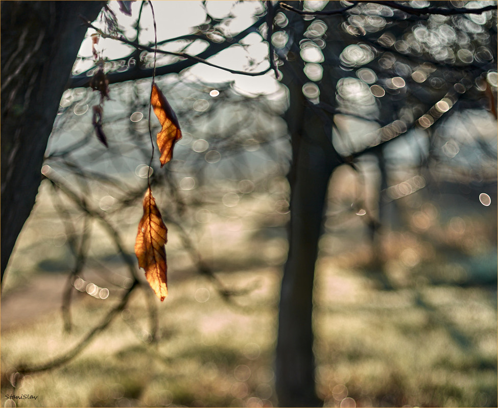 Фотографія Хто дочекавсь промінчиків весни... / Stanislav / photographers.ua