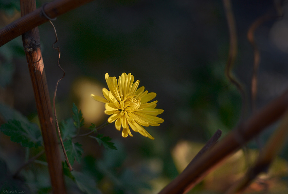 Фотографія Вдихнути сонячний промінчик і звабити красою зір... / Stanislav / photographers.ua
