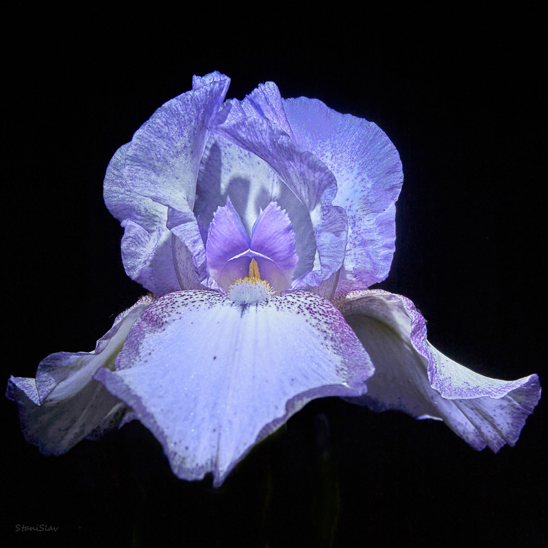 Фотографія Синій ірис / Stanislav / photographers.ua