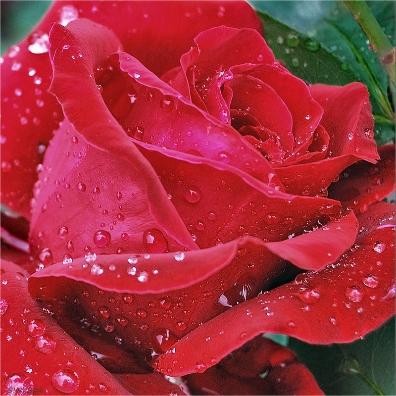 Фотографія Презент від дощику-перлинки (2) / Stanislav / photographers.ua