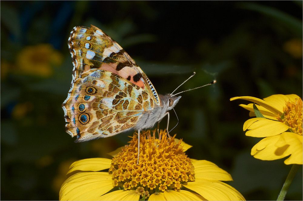 Фотографія Макро / Stanislav / photographers.ua