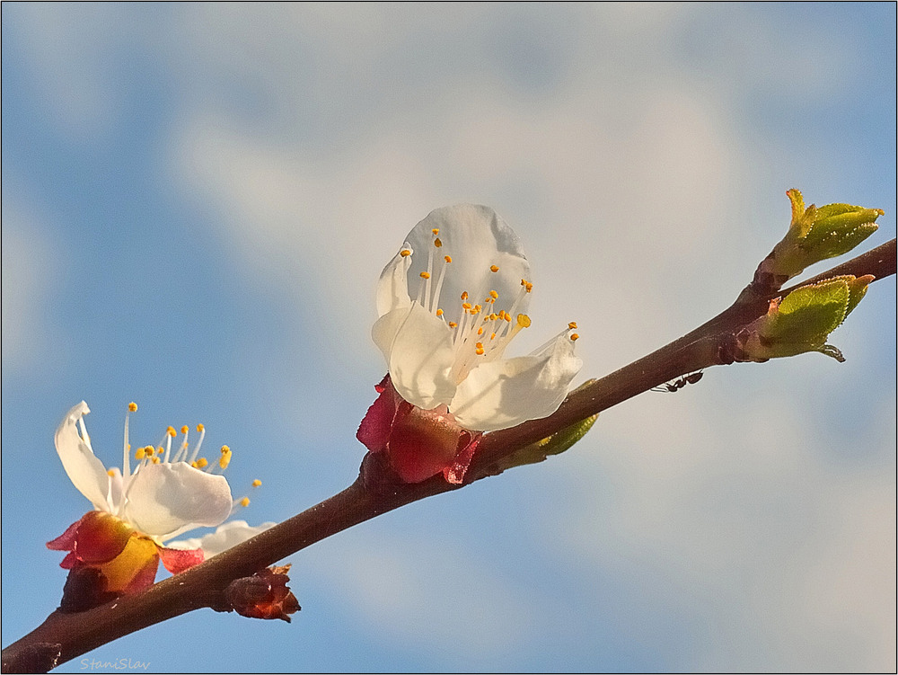 Фотографія Весна, весна, весна прийде (гурт ВВ) / Stanislav / photographers.ua