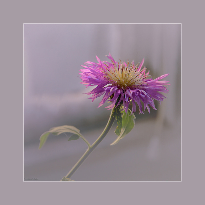 Фотографія *** / Stanislav / photographers.ua