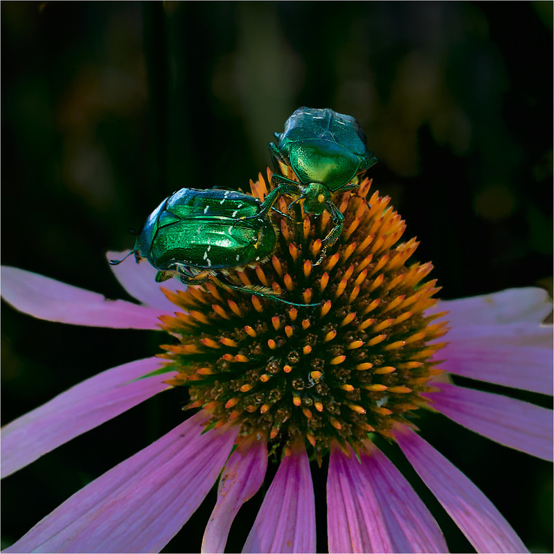 Фотографія Друже почекай! Розмова є! / Stanislav / photographers.ua