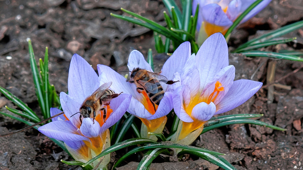 Фотографія Макро / Stanislav / photographers.ua