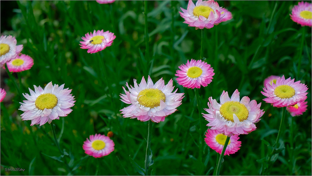 Фотографія Літній настрій... / Stanislav / photographers.ua