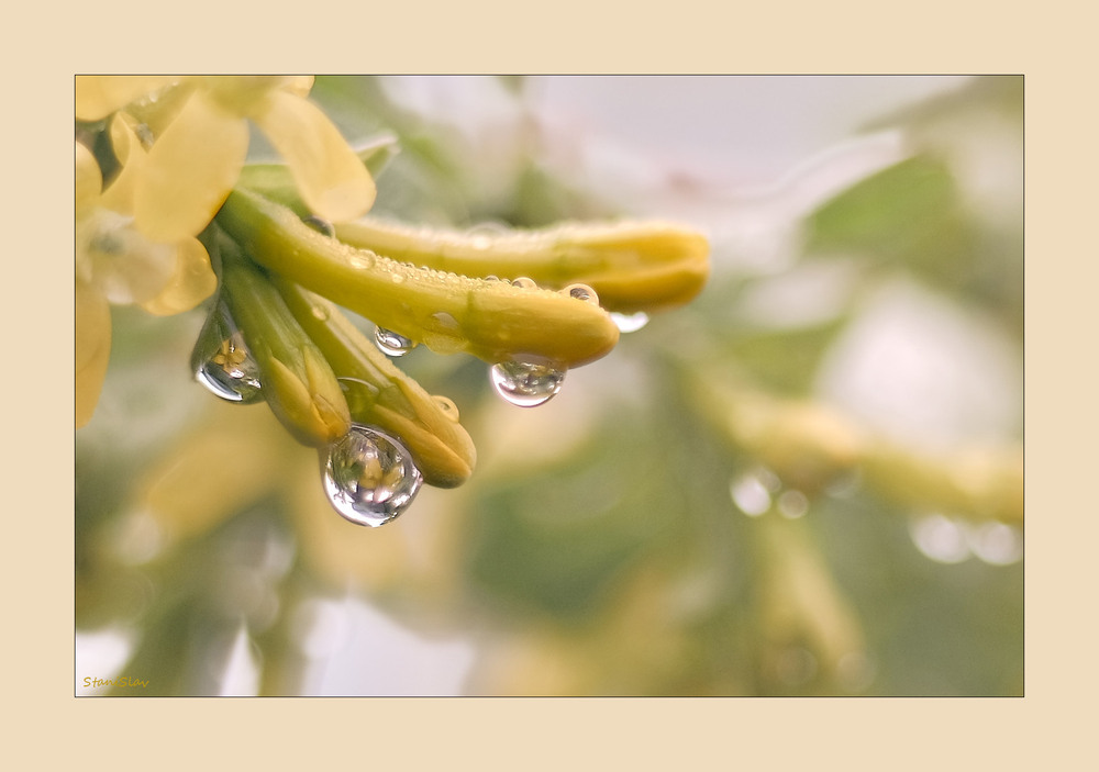 Фотографія Після дощу, доброго і теплого... / Stanislav / photographers.ua