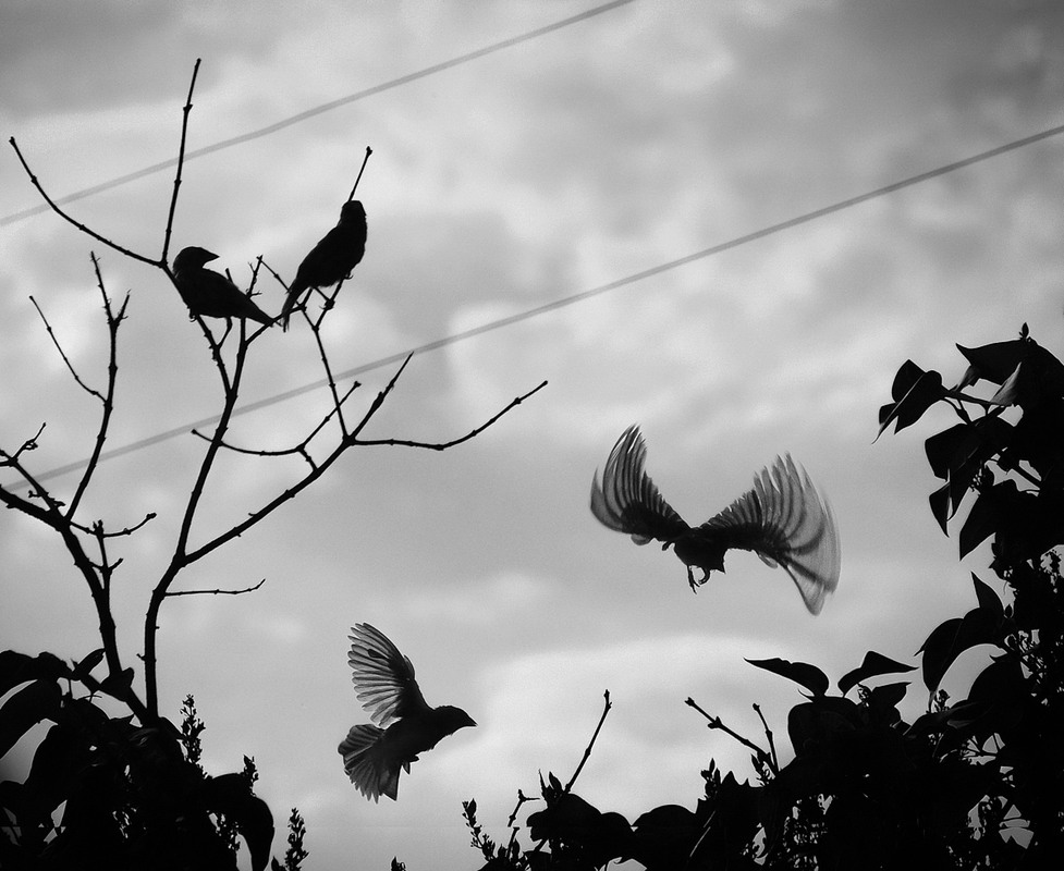 Фотографія Весняні силуети / Stanislav / photographers.ua