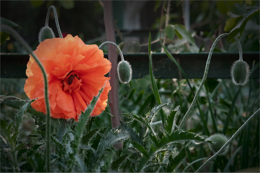 Фотографія Макро / Stanislav / photographers.ua