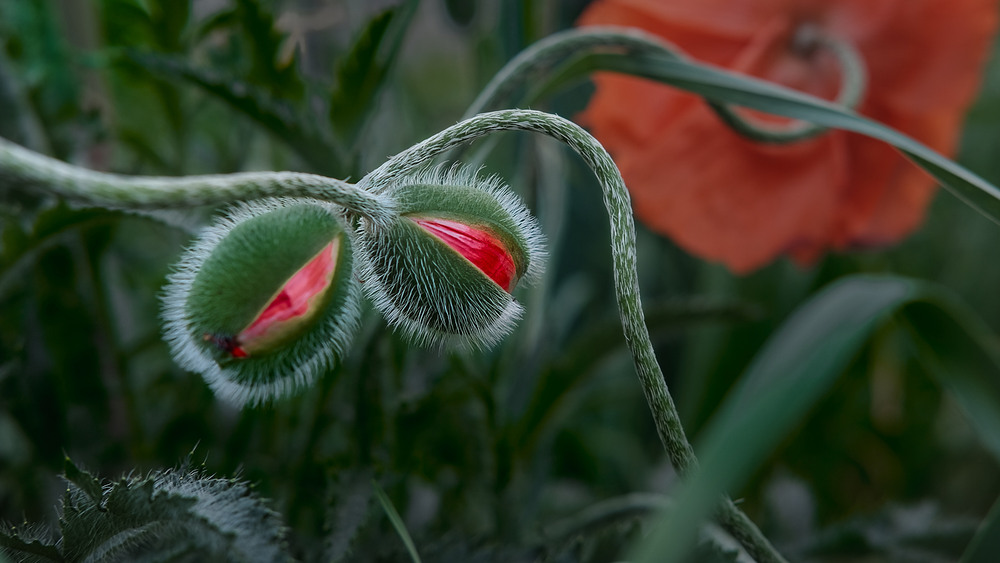 Фотографія *** / Stanislav / photographers.ua