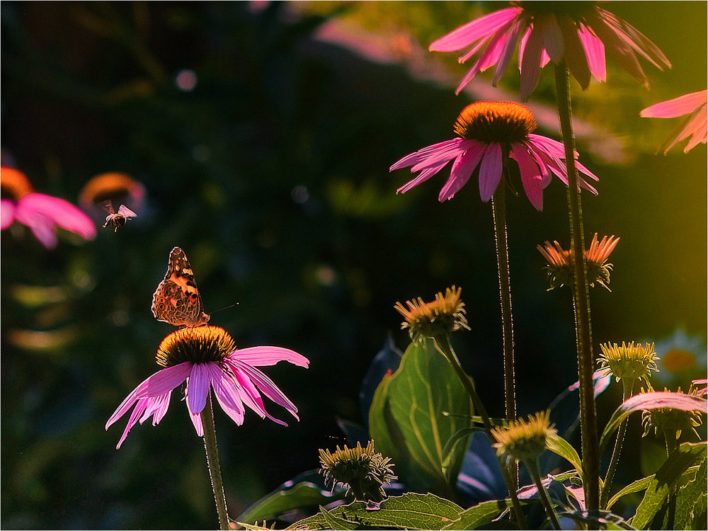 Фотографія Разное / Stanislav / photographers.ua