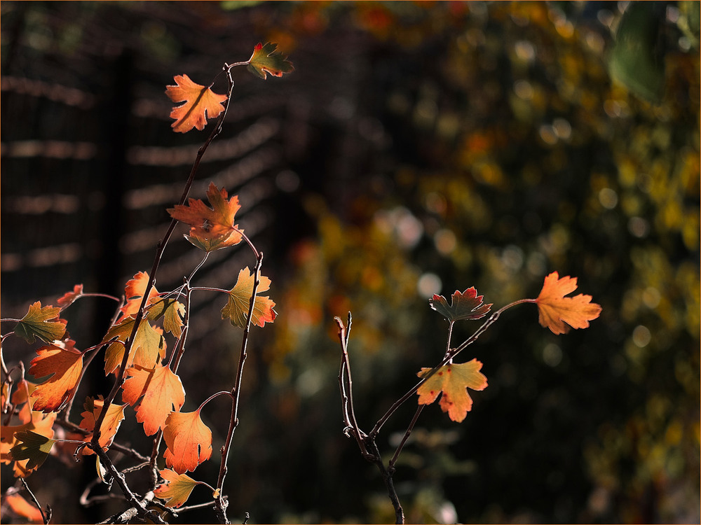 Фотографія Світ осені... / Stanislav / photographers.ua